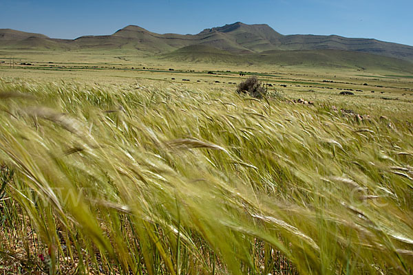 Marokko (Morocco)