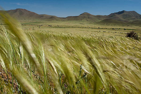 Marokko (Morocco)