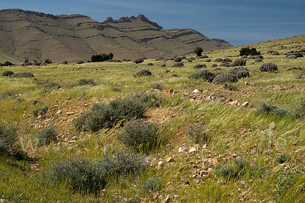 Marokko (Morocco)