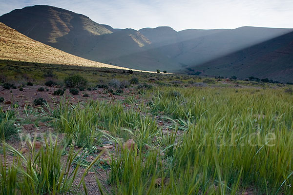 Marokko (Morocco)