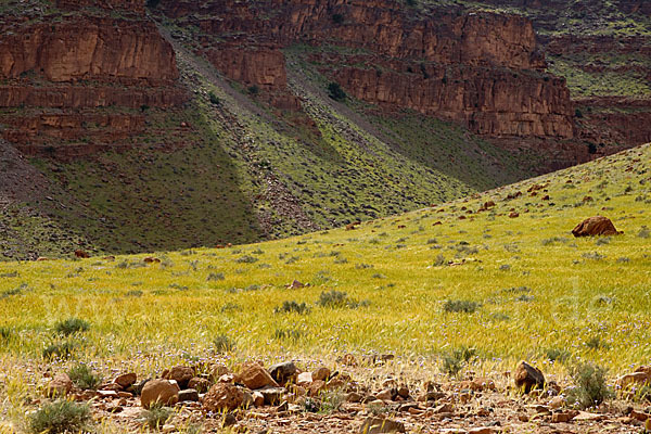 Marokko (Morocco)