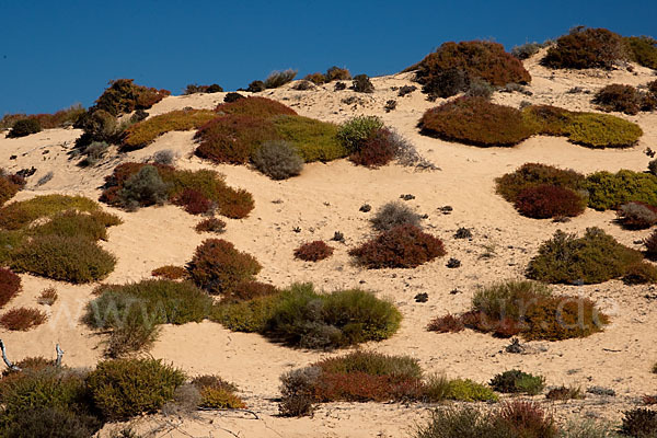 Marokko (Morocco)