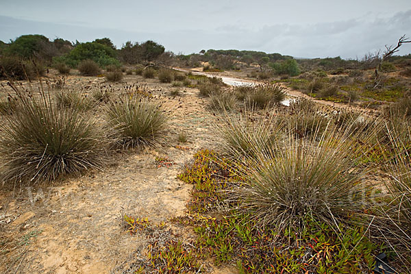 Marokko (Morocco)