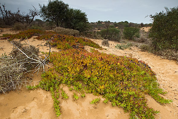 Marokko (Morocco)