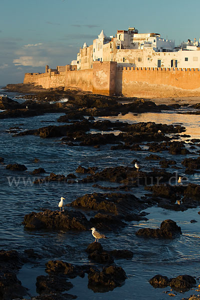 Marokko (Morocco)