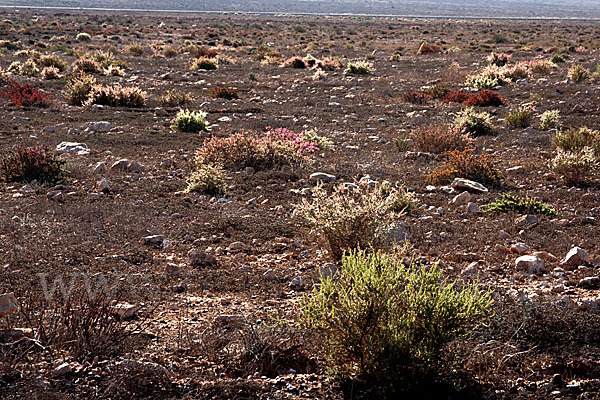 Marokko (Morocco)