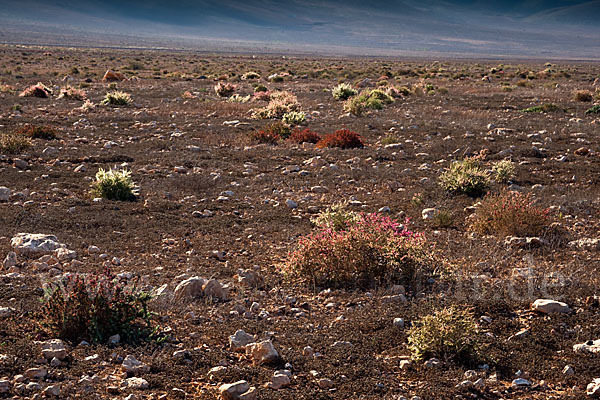 Marokko (Morocco)