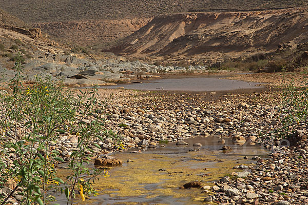 Marokko (Morocco)