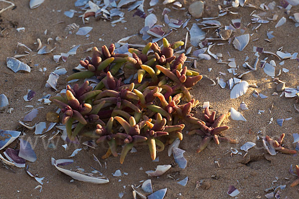 Marokko (Morocco)