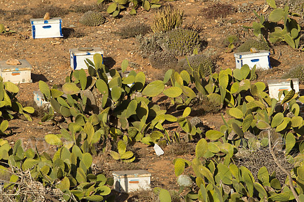 Marokko (Morocco)