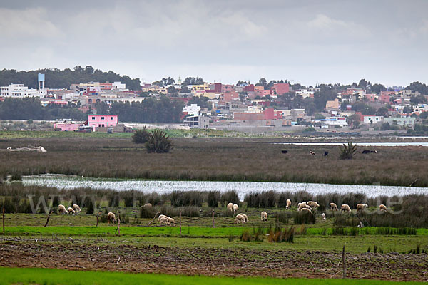 Marokko (Morocco)