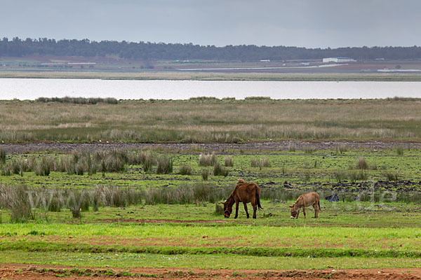 Marokko (Morocco)