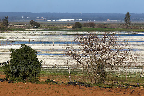 Marokko (Morocco)