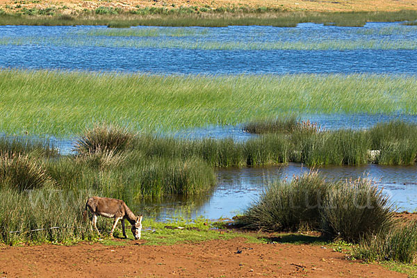 Marokko (Morocco)