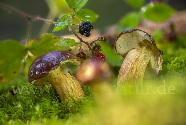 Maronenröhrling (Boletus badius)