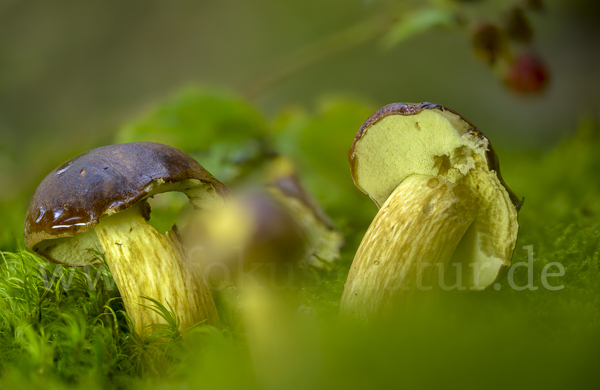 Maronenröhrling (Boletus badius)