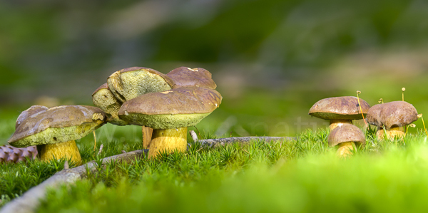 Maronenröhrling (Boletus badius)