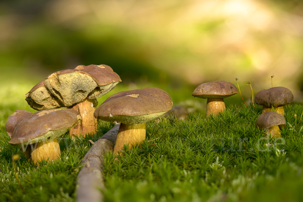 Maronenröhrling (Boletus badius)