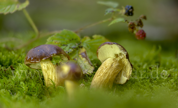 Maronenröhrling (Boletus badius)