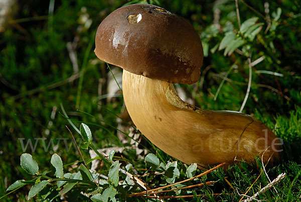 Maronenröhrling (Boletus badius)