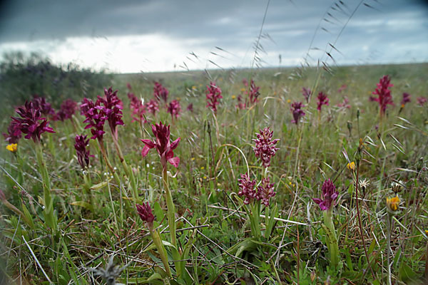 Martrinis Knabenkraut (Orchis coriophora martrinii)