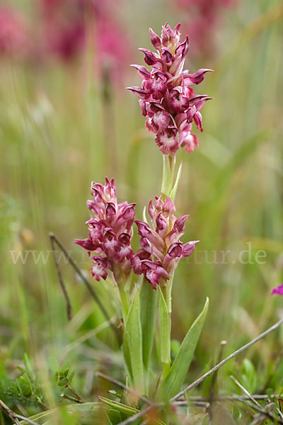 Martrinis Knabenkraut (Orchis coriophora martrinii)