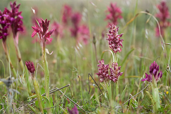 Martrinis Knabenkraut (Orchis coriophora martrinii)