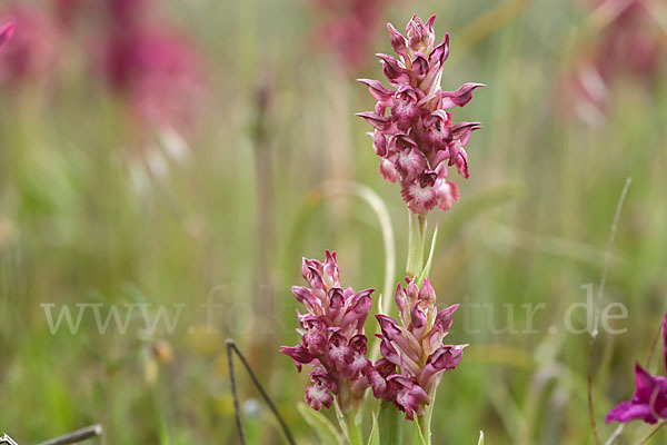 Martrinis Knabenkraut (Orchis coriophora martrinii)