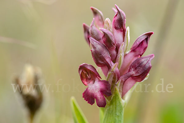 Martrinis Knabenkraut (Orchis coriophora martrinii)