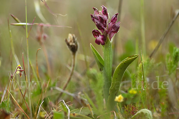 Martrinis Knabenkraut (Orchis coriophora martrinii)