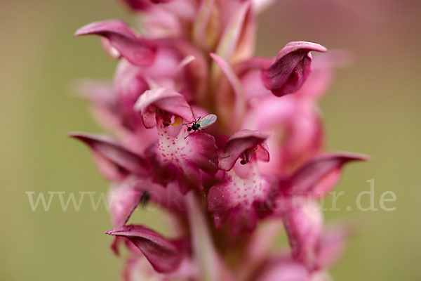 Martrinis Knabenkraut (Orchis coriophora martrinii)