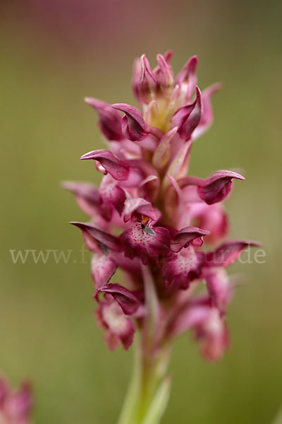 Martrinis Knabenkraut (Orchis coriophora martrinii)