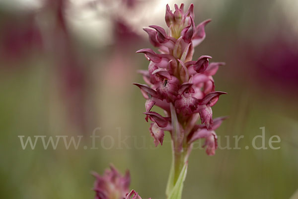 Martrinis Knabenkraut (Orchis coriophora martrinii)