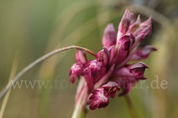 Martrinis Knabenkraut (Orchis coriophora martrinii)