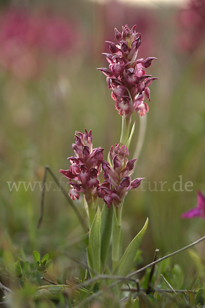 Martrinis Knabenkraut (Orchis coriophora martrinii)