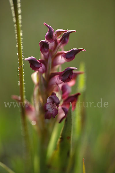 Martrinis Knabenkraut (Orchis coriophora martrinii)