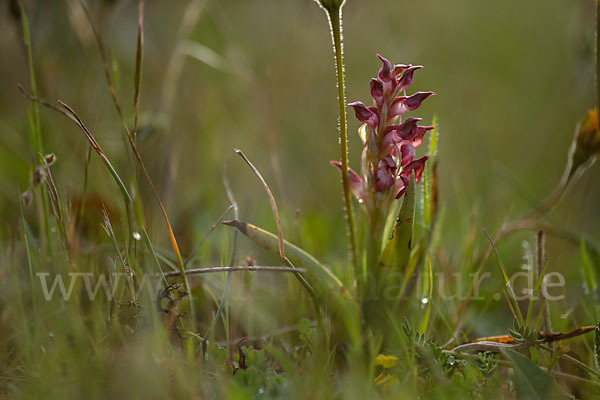 Martrinis Knabenkraut (Orchis coriophora martrinii)