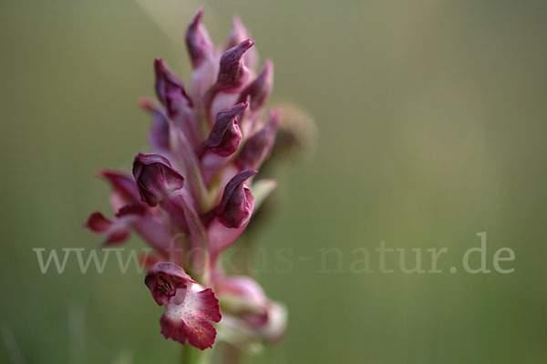 Martrinis Knabenkraut (Orchis coriophora martrinii)