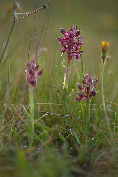 Martrinis Knabenkraut (Orchis coriophora martrinii)