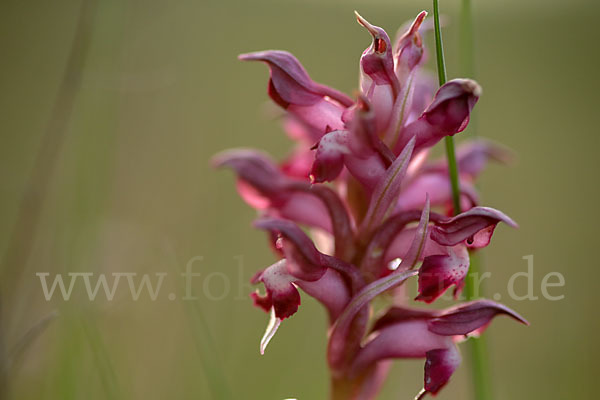 Martrinis Knabenkraut (Orchis coriophora martrinii)