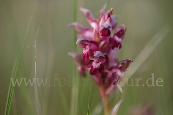 Martrinis Knabenkraut (Orchis coriophora martrinii)