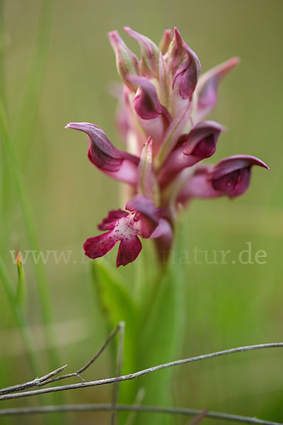 Martrinis Knabenkraut (Orchis coriophora martrinii)