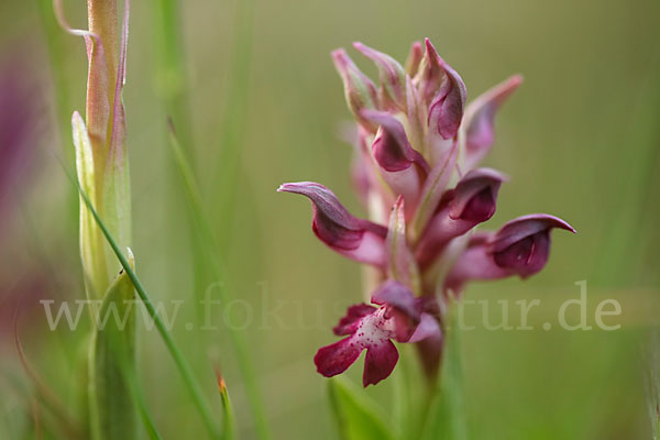 Martrinis Knabenkraut (Orchis coriophora martrinii)