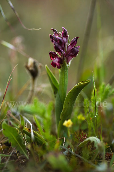 Martrinis Knabenkraut (Orchis coriophora martrinii)