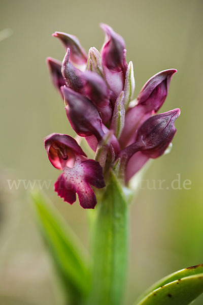 Martrinis Knabenkraut (Orchis coriophora martrinii)