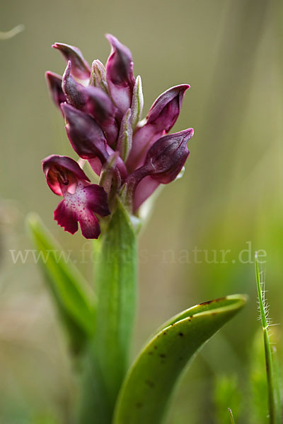 Martrinis Knabenkraut (Orchis coriophora martrinii)