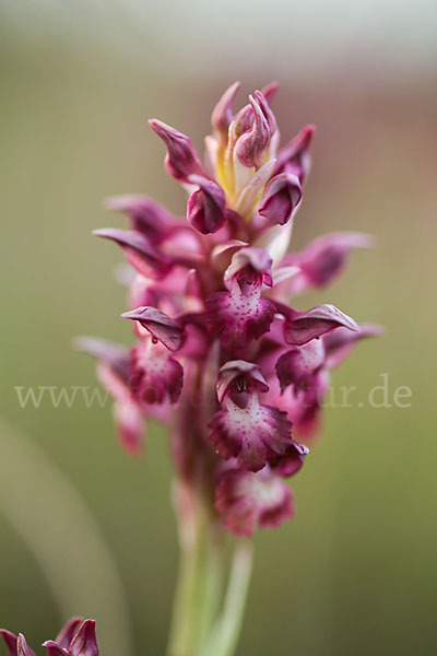 Martrinis Knabenkraut (Orchis coriophora martrinii)