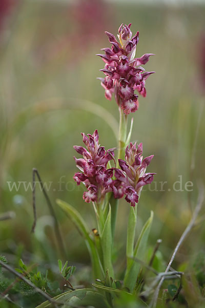 Martrinis Knabenkraut (Orchis coriophora martrinii)