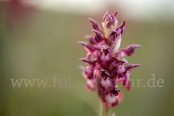 Martrinis Knabenkraut (Orchis coriophora martrinii)