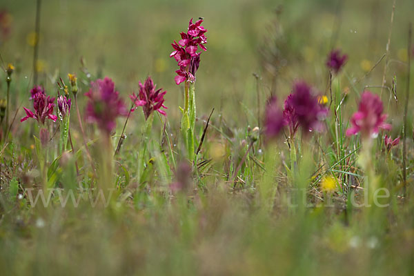 Martrinis Knabenkraut x Großblütiges Knabenkraut (Orchis coriophora martrinii x Orchis papilionacea grandiflora)